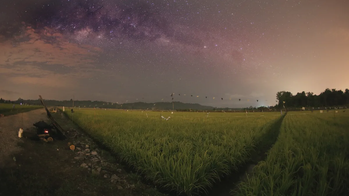 Padi Field Junction