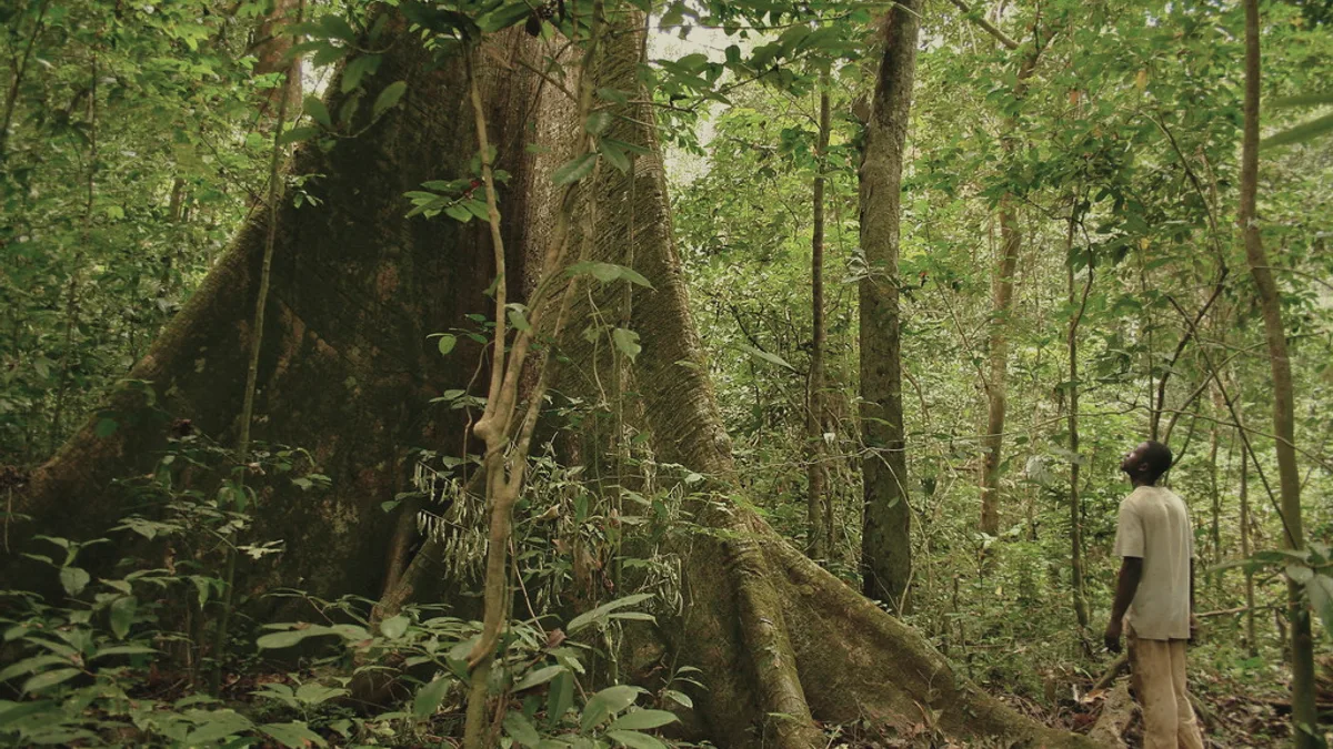 Rain forest