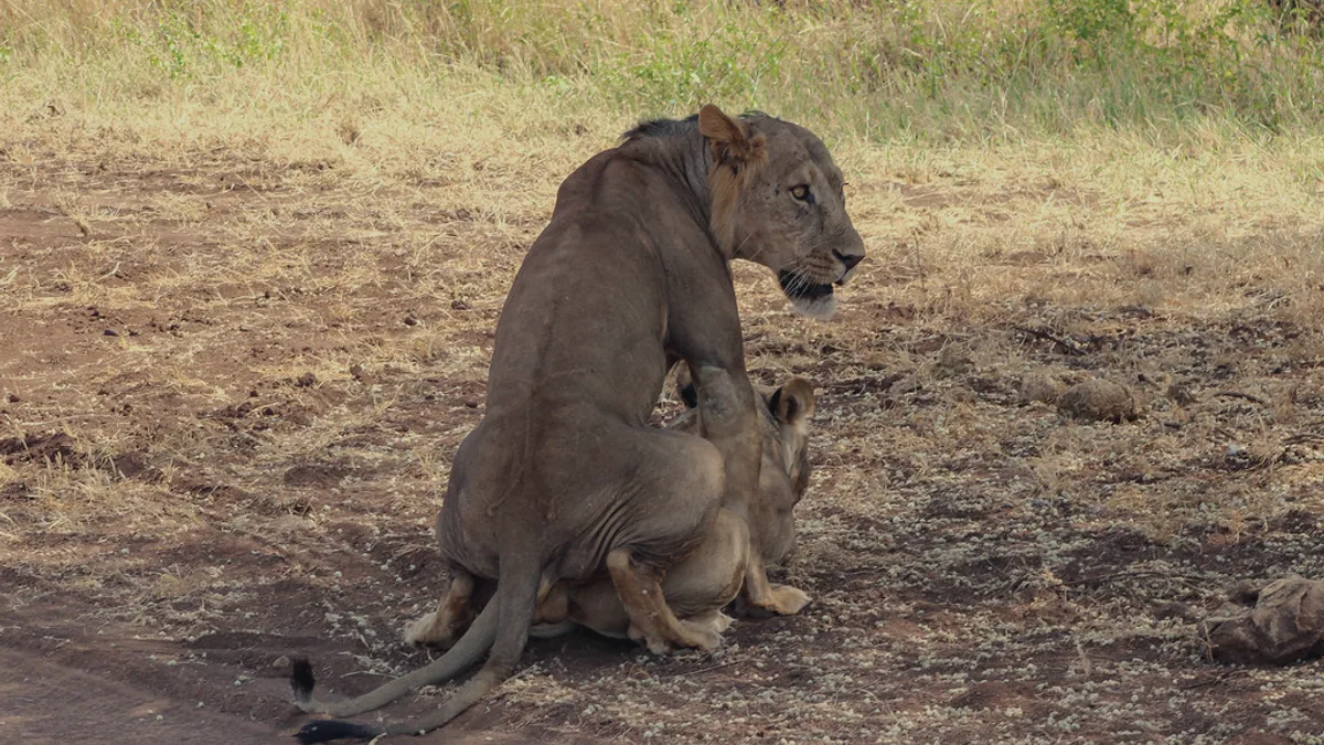 Kenya, Safari