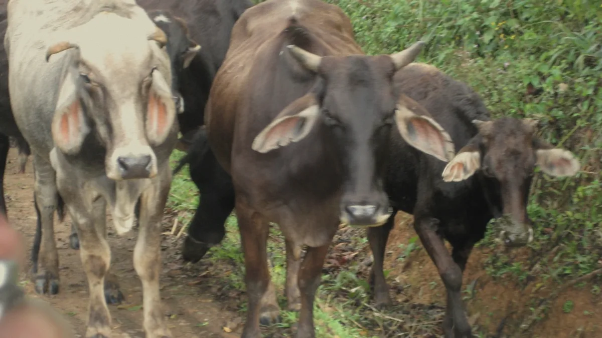 cows are a common fixture of Nicaragua's landscape