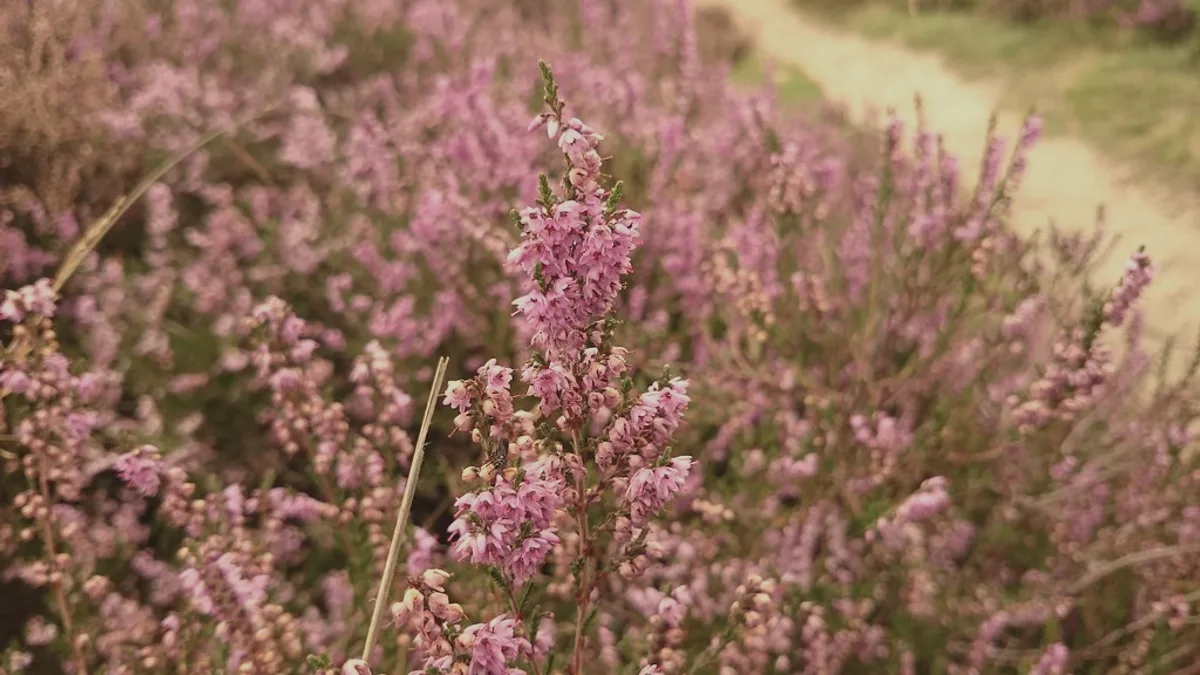 Hiede bakkeveen. The Netherlands. #landscape #flowers #close up #macro