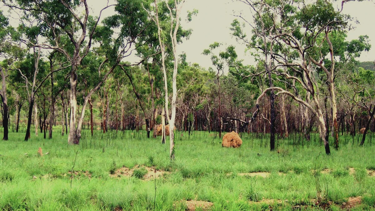 Queensland landscape