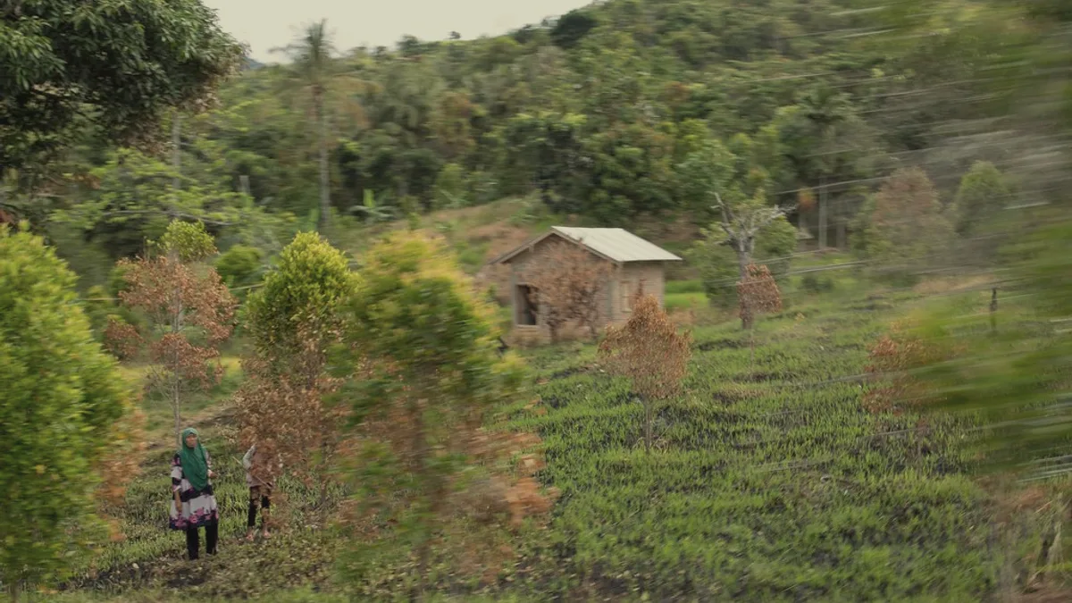 Rural landscape